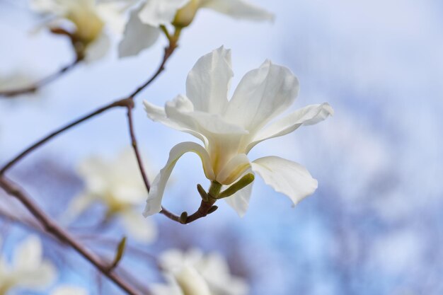 Witte grote Magnolia