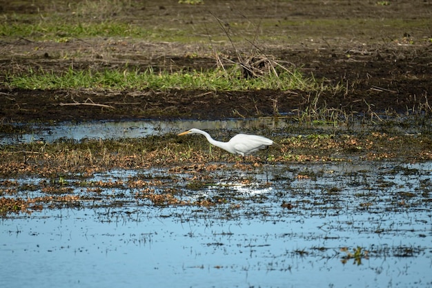 Witte grote zilverreiger vogeljacht op het wetland van florida in de zomer