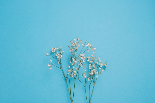 Witte Gypsophila paniculata bloemen, close-up.