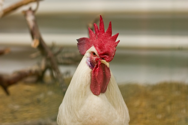 Witte haan in de dierentuin