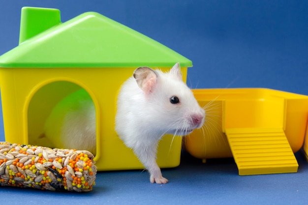 witte hamster, huisdier, huisdier van kleine kinderen, knaagdier, klimt het huis uit