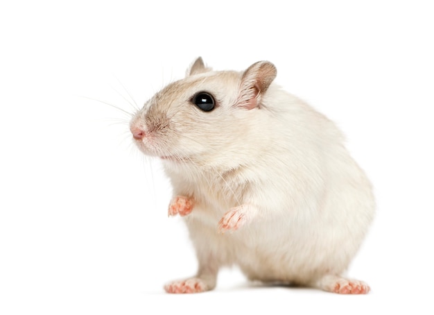 Witte hamster zittend, geïsoleerd op wit