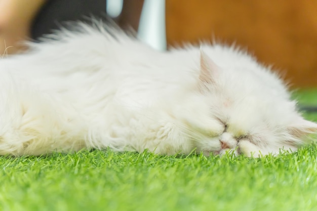 Witte harige kat slapen op het gras