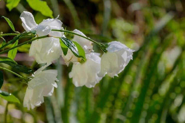 Witte herfst mooie rozenbloesems close-up