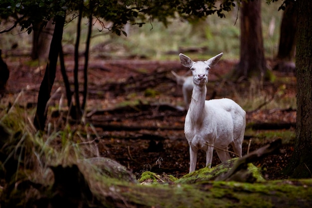 Witte herten in bos