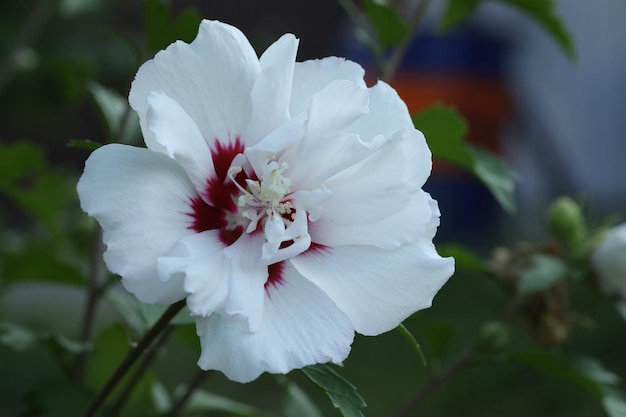 witte hibiscus bloem close-up in de tuin