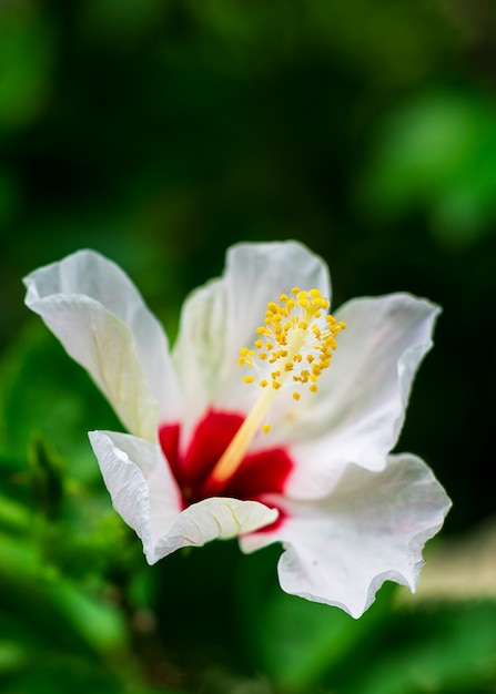 witte hibiscus close-up