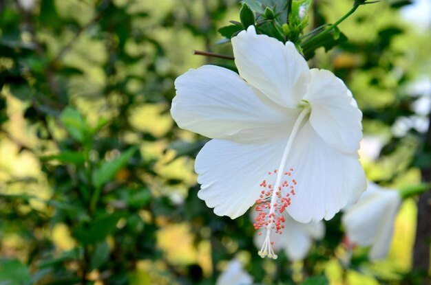 Witte Hibiscus rosasinensis in de tuin