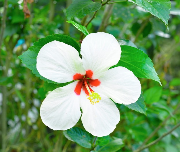 Witte hibiscusbloem in de tropische tuin