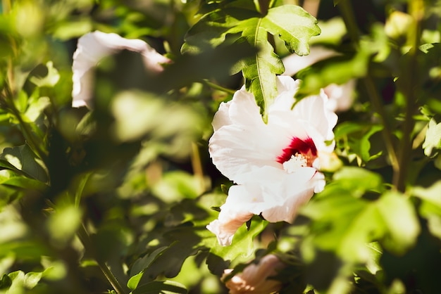 Witte hibiscusbloem met groene tuinachtergrond