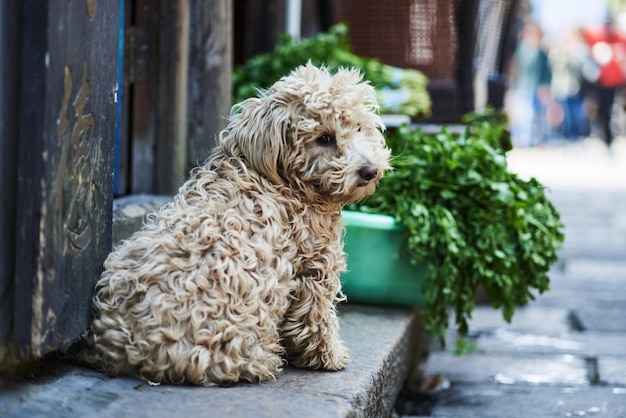 Witte hond buiten