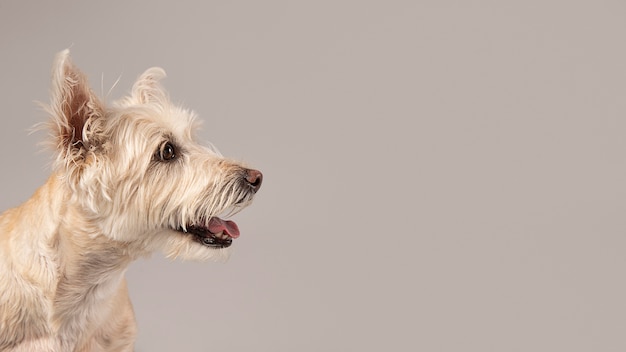 Foto witte hond die schattig is in een studio