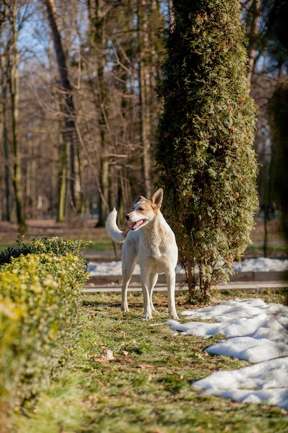 Witte hond die zich op gras in het park bevindt