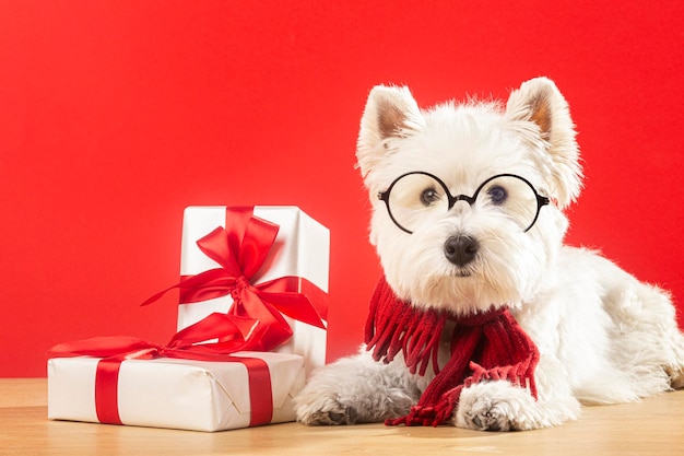 Witte hond in een sjaal en bril met geschenken op een rode achtergrond