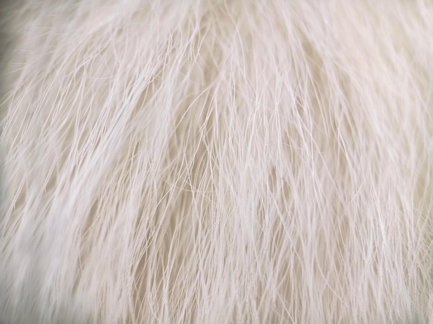 Foto witte hond kat lange vacht textuur macro
