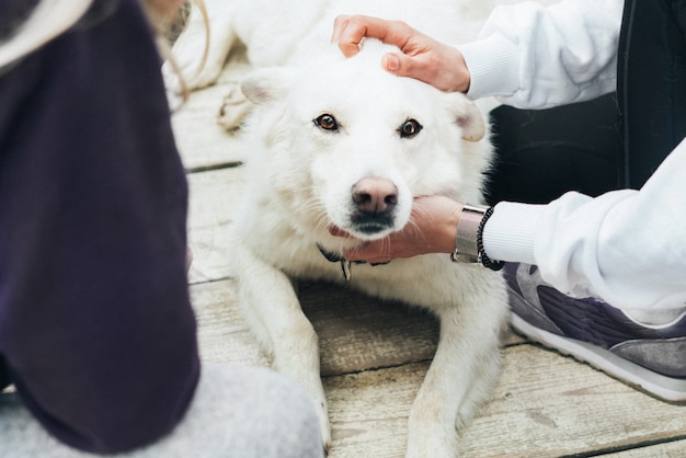 Foto witte hond ligt op een houten vloer en mensen strelen het hoofd. labrador is een vriend van de mens. vertrouwen en vriendschap