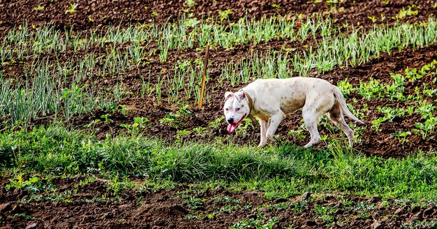 Witte hond loopt door het veld