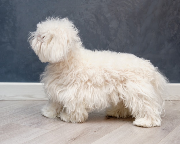 Witte hond met veel vacht voordat hij naar de trimmer gaat.
