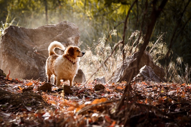 Foto witte hond met zonlichtstralen