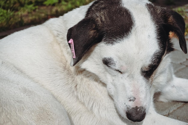 Witte hond met zwarte oren. Hond slapen op groen gras. Gesteriliseerde hond.