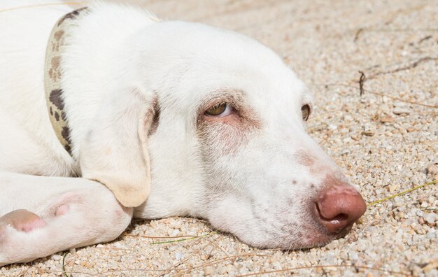 Witte hond ontspannen op zandstrand