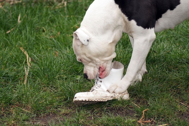 Foto witte hond op het veld