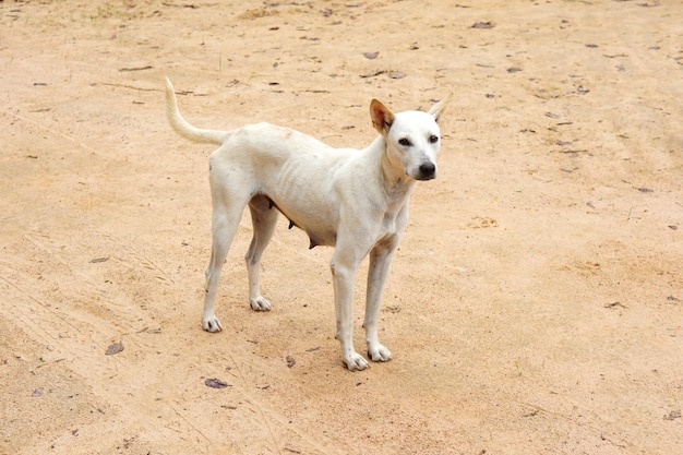 Witte hond op straat