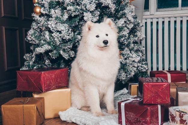 Witte hond Samojeed met geschenkdozen op Nieuwjaar