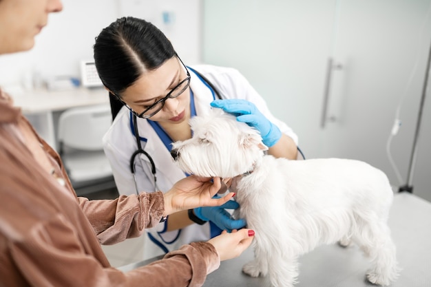 Witte hond. vrouw liefdevolle huisdieren haar witte hond brengen naar professionele donkerharige dierenarts handschoenen dragen