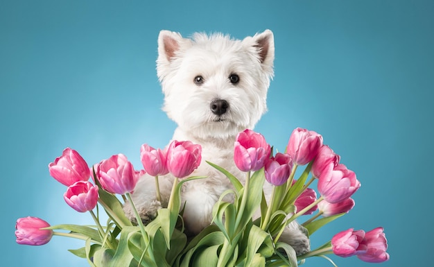 Witte hond West Highland White Terrier met bloemen op een lichte achtergrond