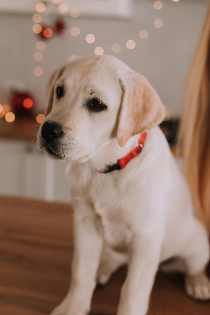 Witte hond zit in de keuken versierd met een kerstslinger. Kerstballen, geschenken. ruimte voor tekst. Hoge kwaliteit foto