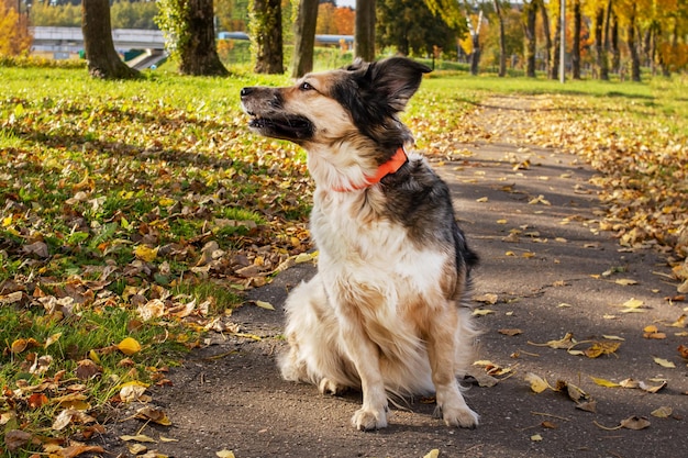 Witte hond zit op het pad in het herfstpark