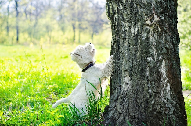 witte hond