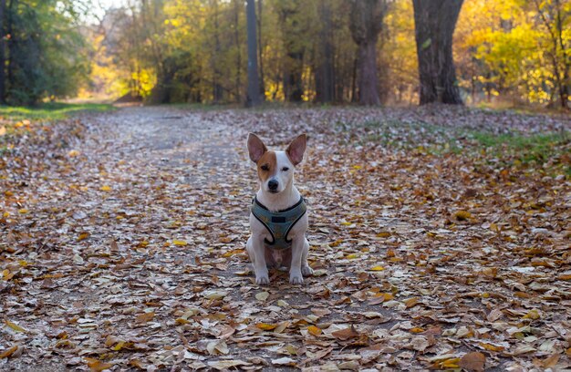 Witte hondenras Jack Russell Terrier zit in de herfst op droge gele bladeren in het bos in een blauw harnas met een patroon van citroen. Recht achter de camera kijken