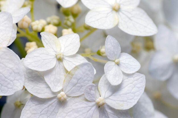 Witte hortensia bloeiend in de zomertuin