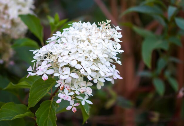 Witte hortensia bloemen van dichtbij