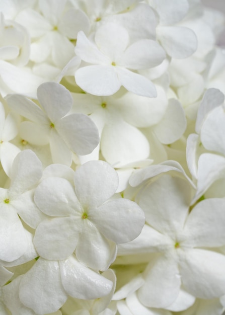 Witte hortensia bloemen Zuiverheid en perfectie