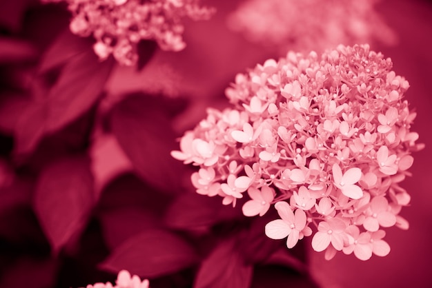 Witte hortensia bloemen