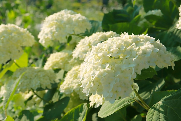 Witte hortensia, een grootbloemige struik in de zomertuin