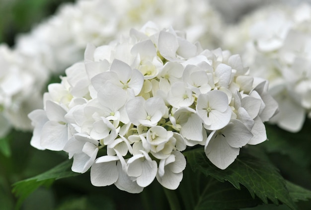 Witte hortensia (Hortensia)