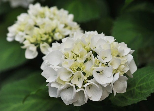 Witte hortensia (Hortensia)