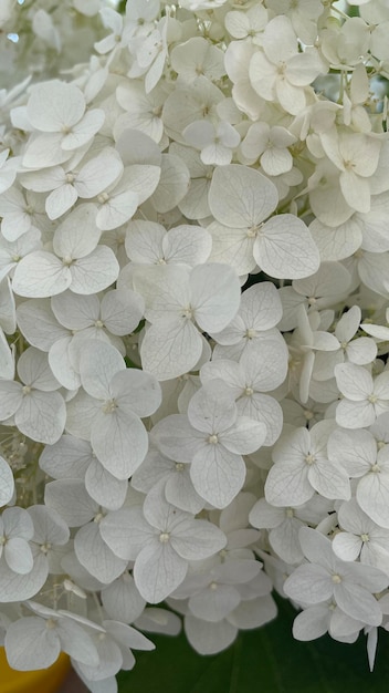 Witte hortensia's