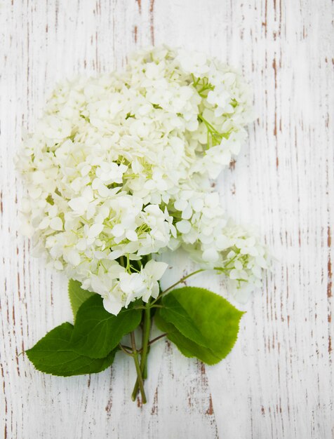 Witte hortensia