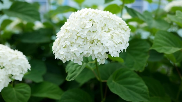 Witte hortensiabloem in de tuin.