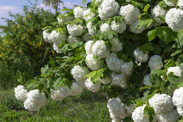 Witte hortensiastruiken in de tuin Natuurlijke achtergrond