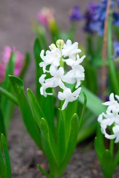 Witte hyacint met groene bladeren bloeien hyacint in de lentetuin witte lente bloemen witte hyacint macro bloemen foto macrofotografie