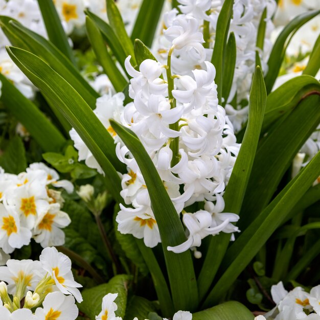 Witte hyacintbloem die in een bloembed in east grinstead bloeit