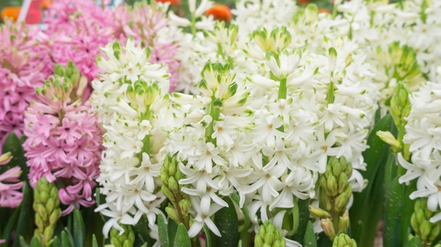 Witte hyacintbloem in een tuin.