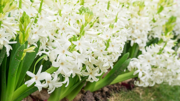 Witte hyacintbloem in een tuin.