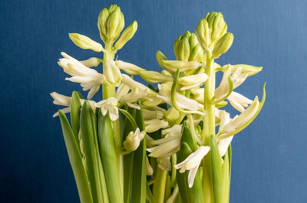 Foto witte hyacinth- of hyacintuusbloemen in volle bloei in een tuinpot op donkerblauwe studio-achtergrond